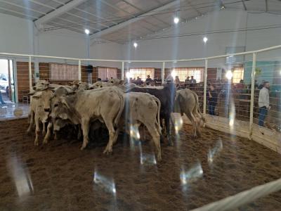  Feira de Gado de Corte da Sociedade Rural de Laranjeiras do Sul, movimenta pecuária regional